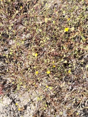 Lessingia glandulifera