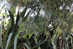 Sophora microphylla