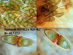 Gymnosporangium tremelloides