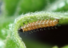 Euptoieta claudia