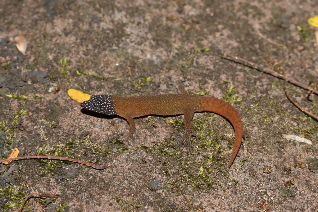 Fantastic Least Gecko