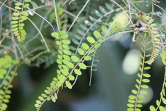 Sophora microphylla