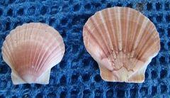 Pecten novaezelandiae