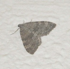 Entephria