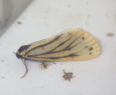 Setina aurita