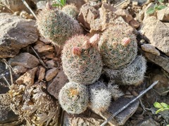 Escobaria chihuahuensis