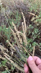 Agropyron desertorum