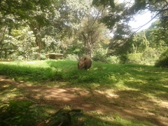 Rhinocerotidae