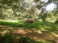 Rhinocerotidae