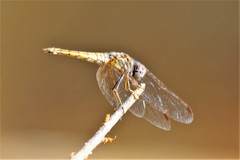 Trithemis kirbyi