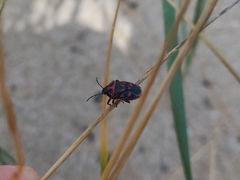 Eurydema herbacea