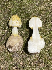 Amanita levistriata