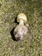 Amanita levistriata