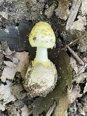 Amanita levistriata