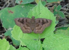 Nisoniades bromias