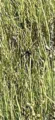 Erythrodiplax berenice