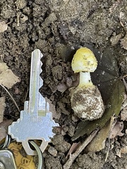 Amanita levistriata