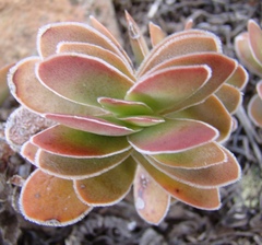 Crassula ciliata