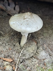 Amanita submaculata