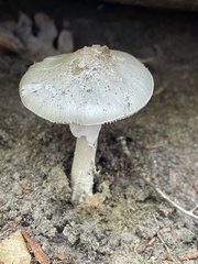 Amanita submaculata