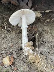 Amanita submaculata