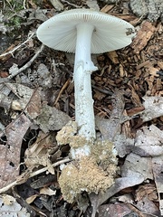 Amanita submaculata