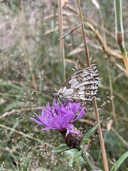 Melanargia