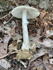 Amanita submaculata