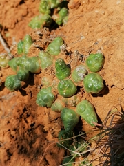 Euphorbia globosa