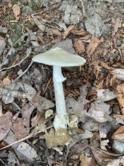 Amanita submaculata