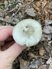 Amanita submaculata