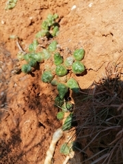 Euphorbia globosa