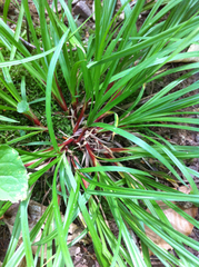 Carex pedunculata