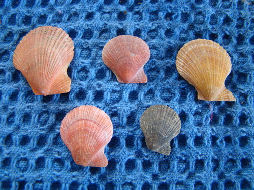 Talochlamys zelandiae