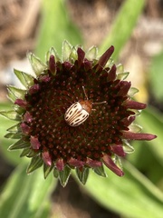 Zygogramma heterothecae