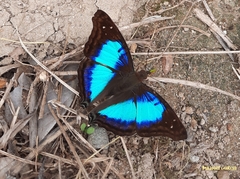 Doxocopa laurentia cherubina