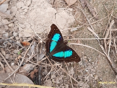 Doxocopa laurentia cherubina