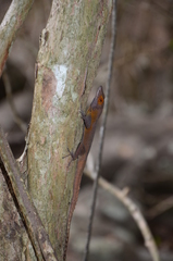 Anolis terraealtae