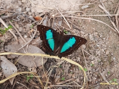 Doxocopa laurentia cherubina