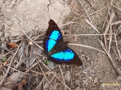 Doxocopa laurentia cherubina