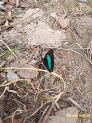 Doxocopa laurentia cherubina