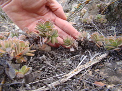 Crassula ciliata