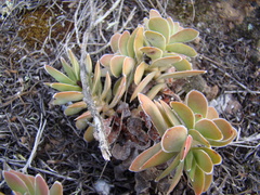 Crassula ciliata