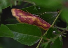 Idaea muricata