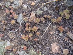 Crassula ciliata