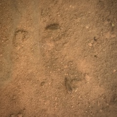 Leptestheria compleximanus