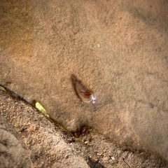 Leptestheria compleximanus