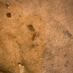 Leptestheria compleximanus