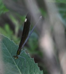 Matrona basilaris