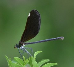 Matrona basilaris